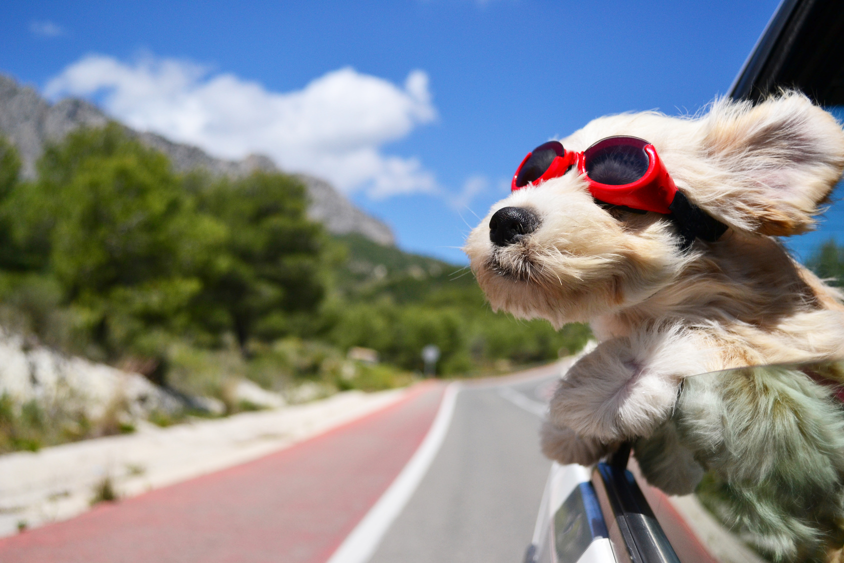 Traveling by car with your pet