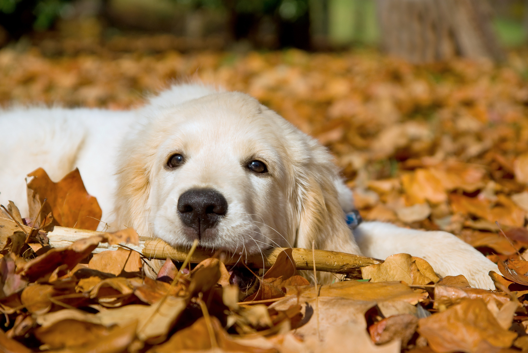The Bedlam Farm Checklist For Prospective Dog Owners