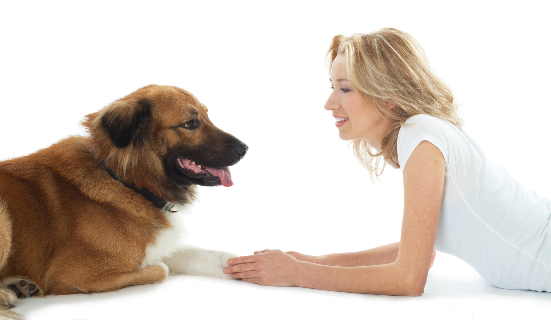 Katz on Dogs : A Commonsense Guide to Training and Living with Dogs
