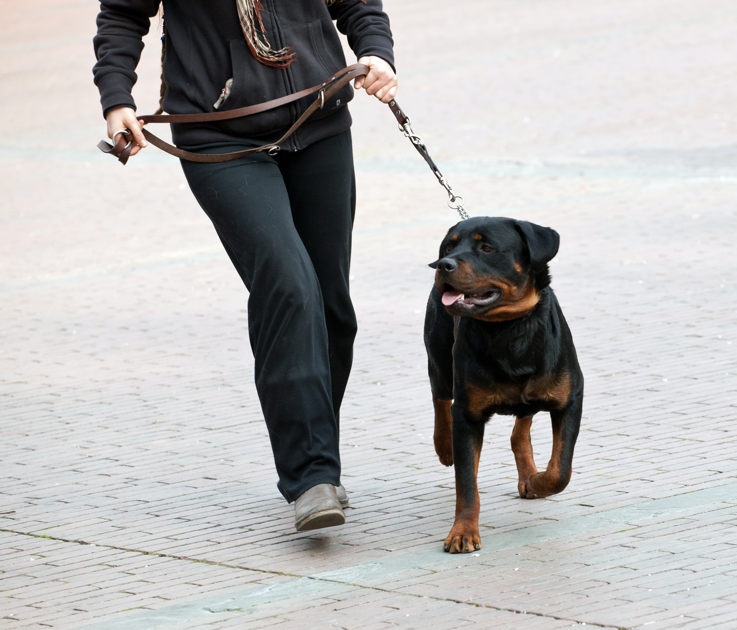 The Dog Walker