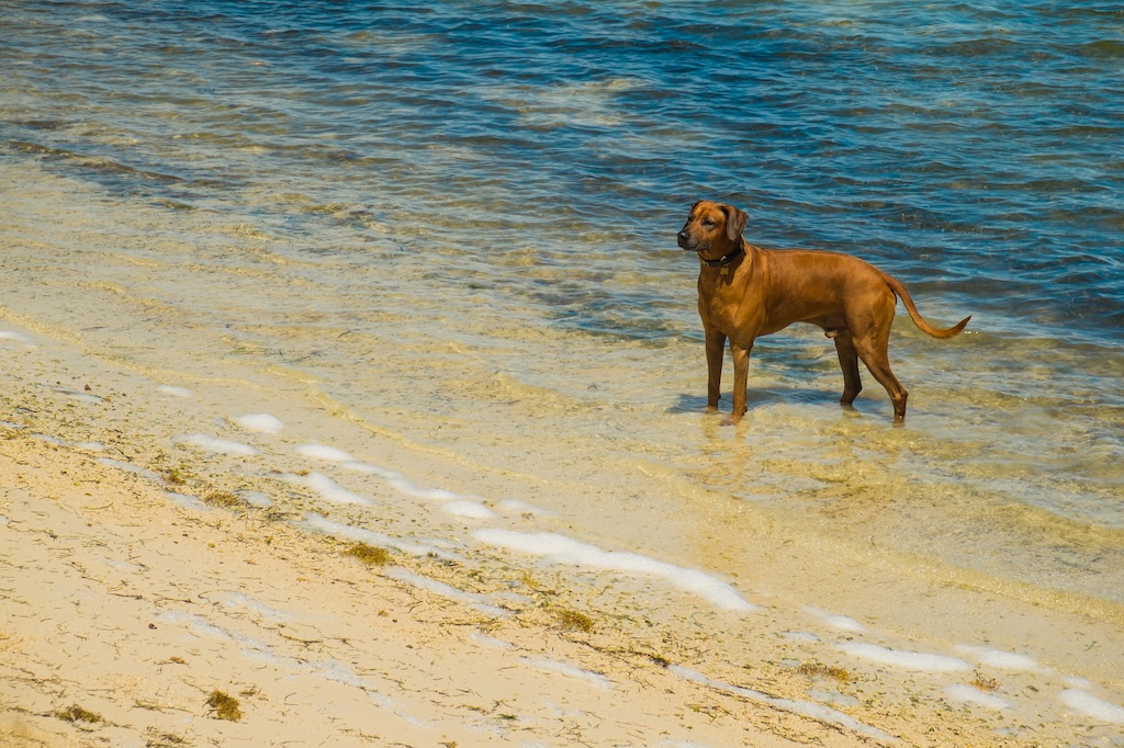 Visiting Key West, Florida with your pet