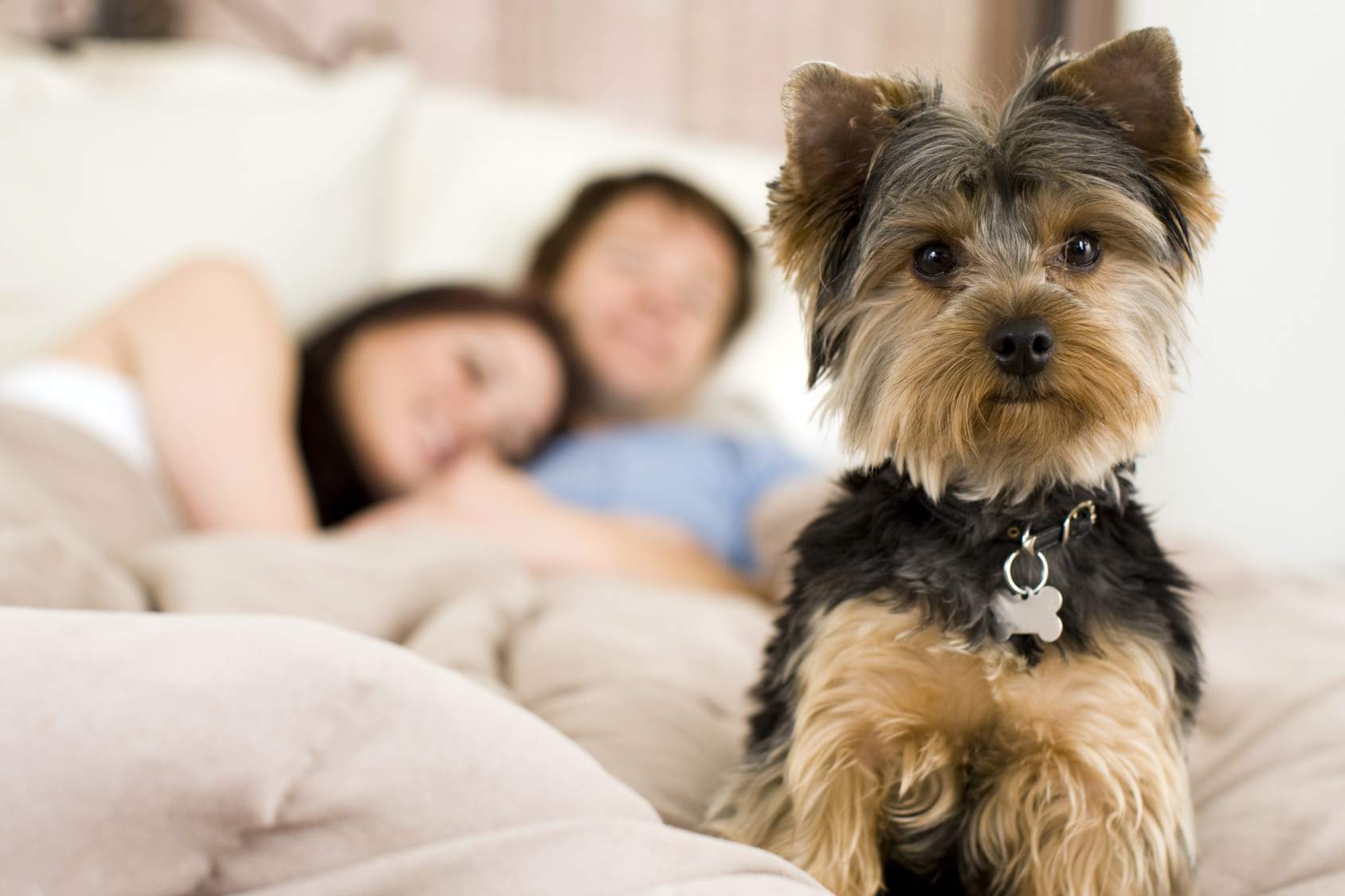 Must Love Dogs – Date My Pet