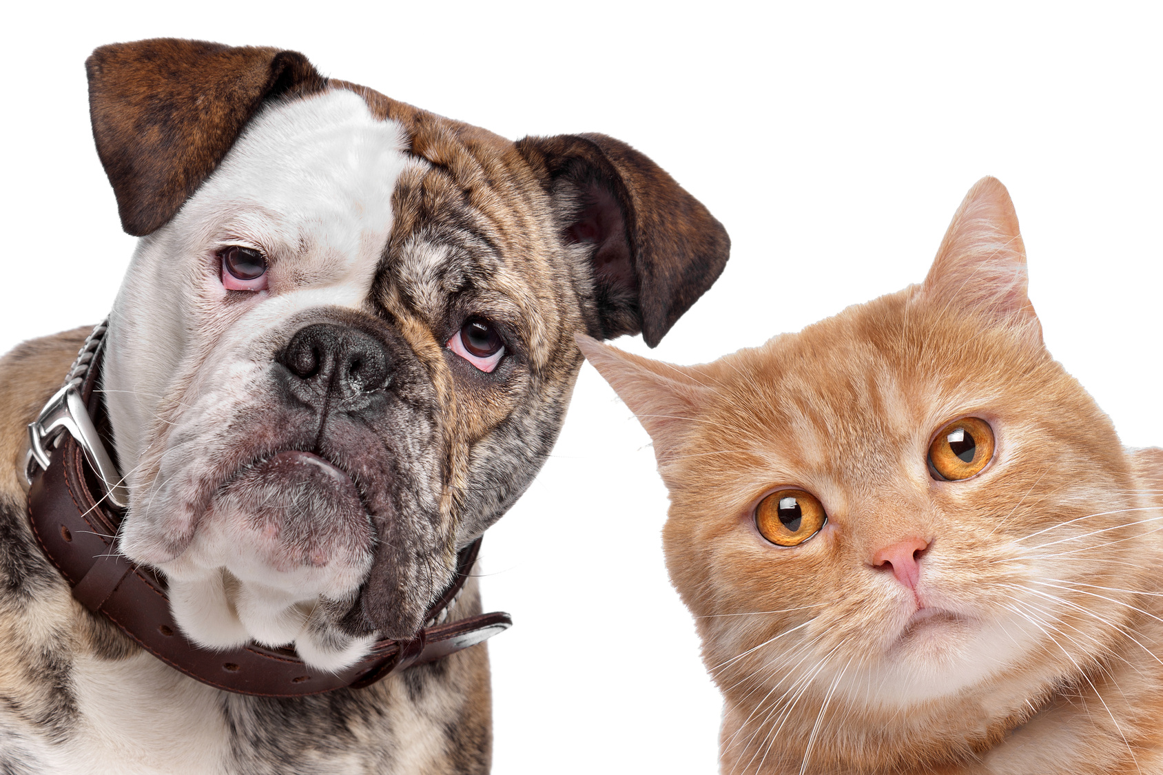 Pet Allergies