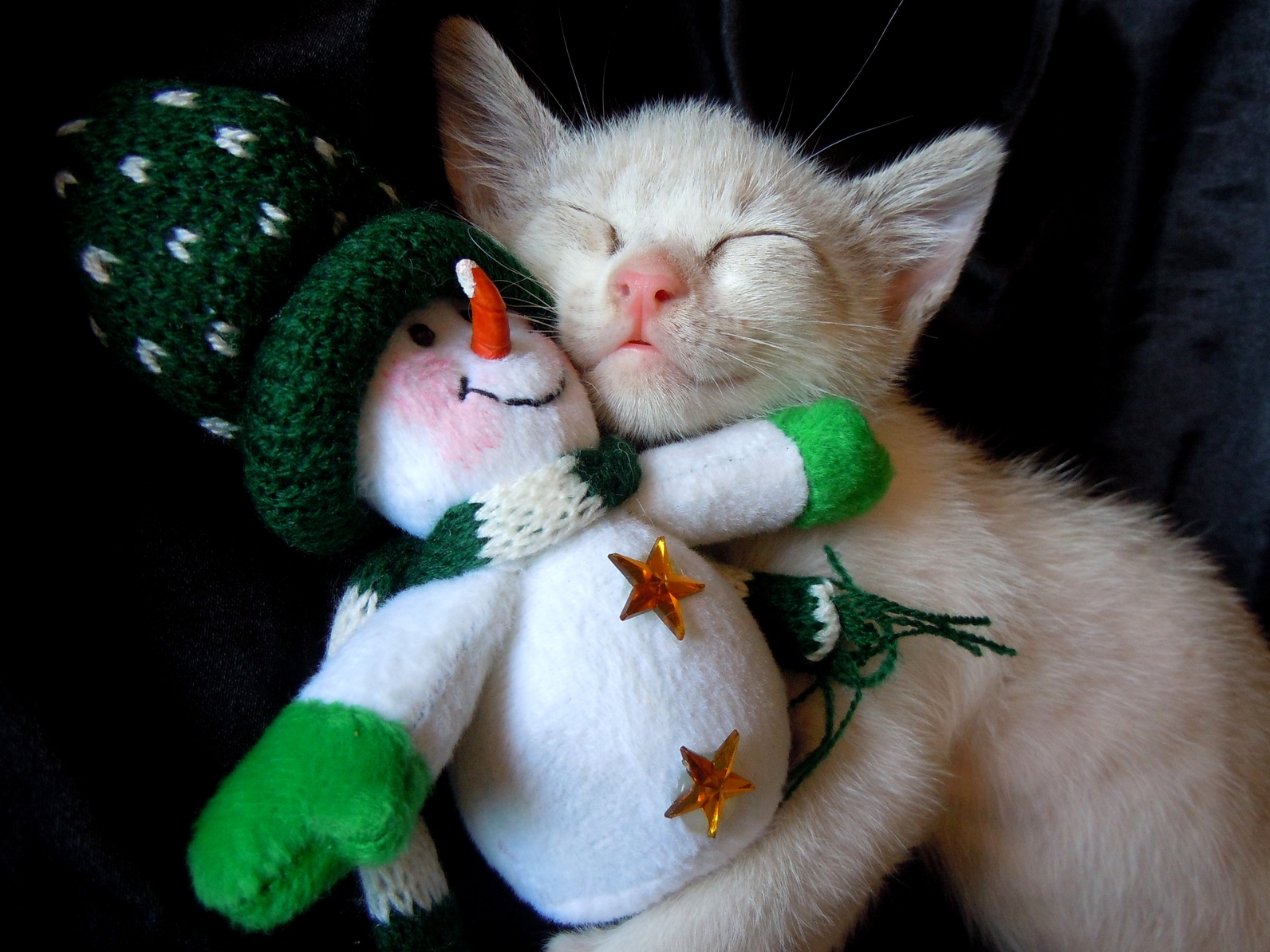 Kitten and Gift